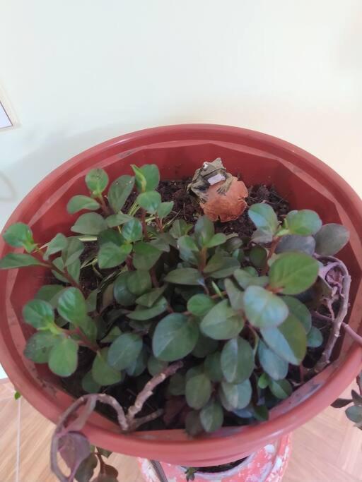 Apartamento Departamento Acogedor En Casa Familiar *